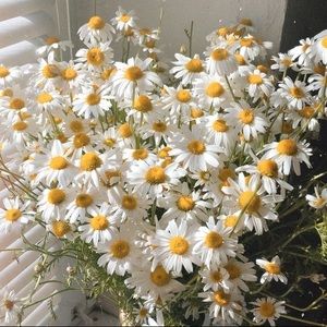 Meet your Posher, Jacqueline